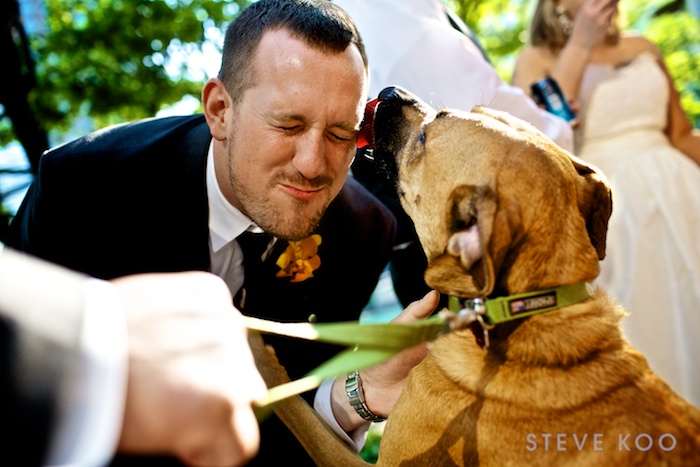 wedding-photo-dog