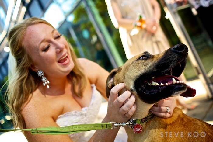bride-dog-wedding-photo