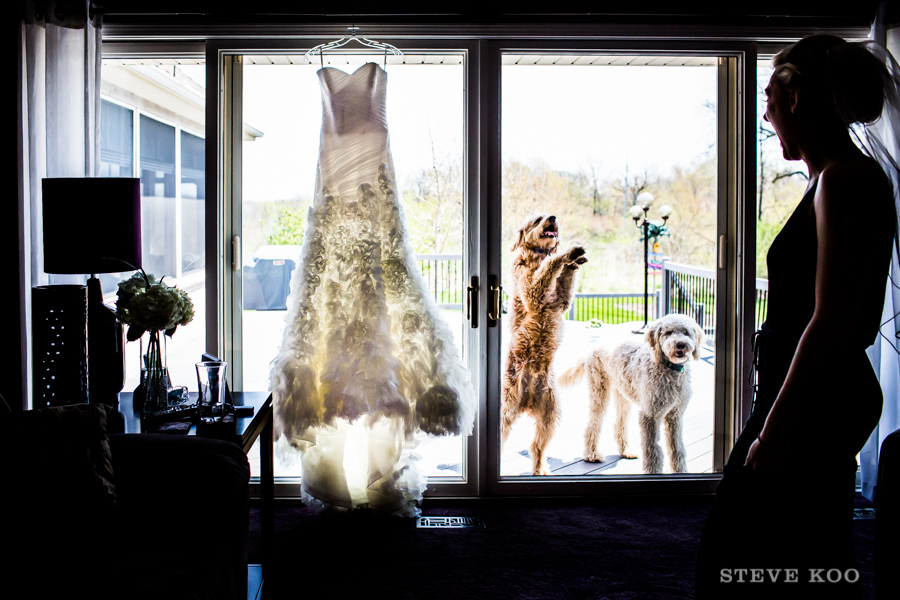dogs-wedding-dress