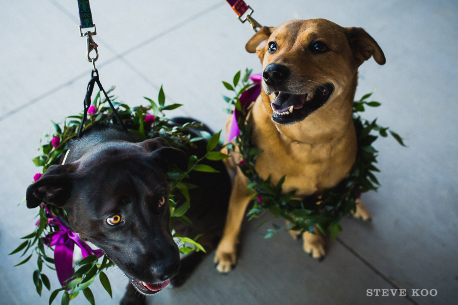 dogs-at-wedding