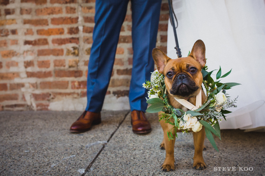 pug-dog-wedding
